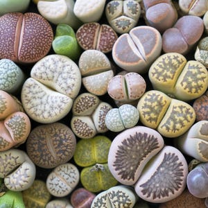 May include: A close-up view of a variety of colorful, patterned, and textured succulent plants. The plants are arranged in a random pattern, showcasing their unique shapes and colors.