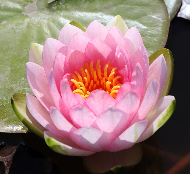AZ Gardens Water Lily - Thumbnail 2