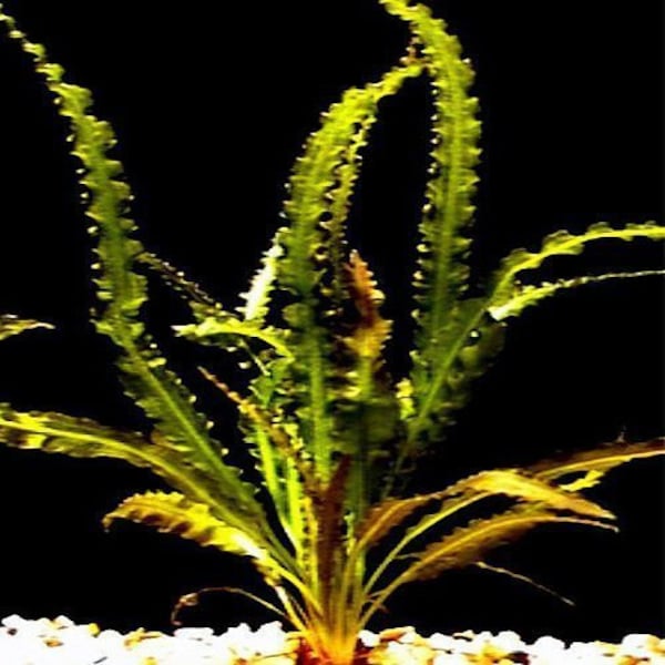 Aponogeton Longiplumulsus Freshwater Aquarium Plant