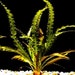 see more listings in the Aquarium Plants section