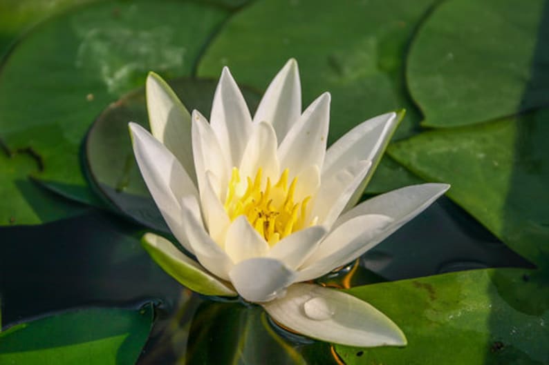 AZ Gardens Hermine Water Lily - Thumbnail 2