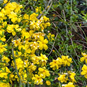 Primrose Jasmine, Chinese Jasmine, Jasminum primulinum, Jasminum mesnyi 6 cuttings 7 each image 3