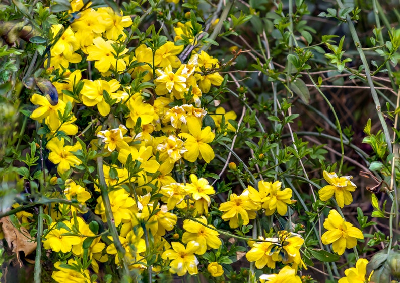 Primrose Jasmine, Chinese Jasmine, Jasminum primulinum, Jasminum mesnyi 6 cuttings 7 each image 3