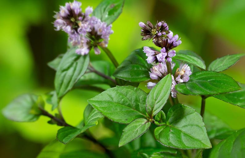 AZGARDENS Aquatic Mint - Thumbnail 2