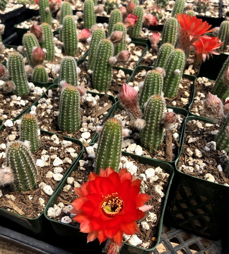 Echinopsis huascha var. grandiflora, Red Torch Cactus or Desert's Blooming Jewel Bild 2