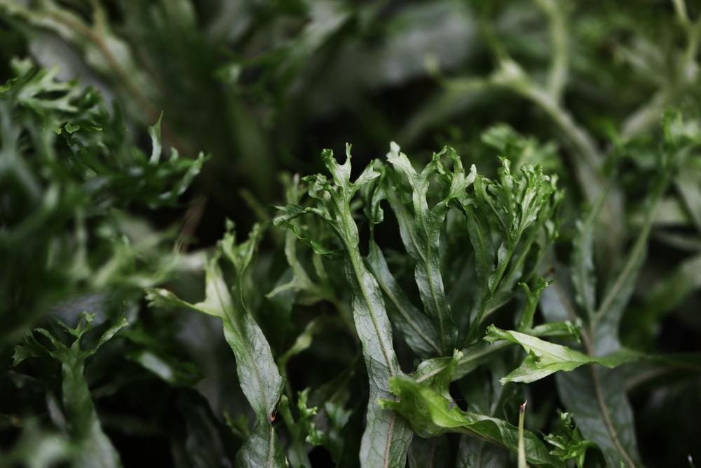 Java Fern Lace Microsorum Pteropus V. Windelov Aquarium Plant 2 Pack - Etsy