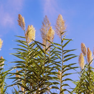 May include: A low-angle shot of tall green plants with feathery, tan-colored flower plumes against a clear, blue sky. The plants have long, slender green leaves and are in full bloom, creating a natural, outdoor scene.