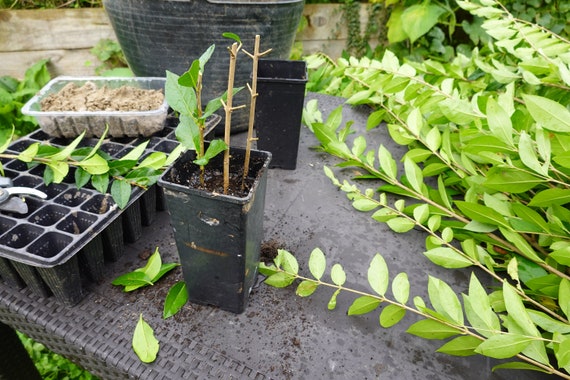 Privet Ligustrum lucidum 10 seeds broad-leaf privet, Chinese 