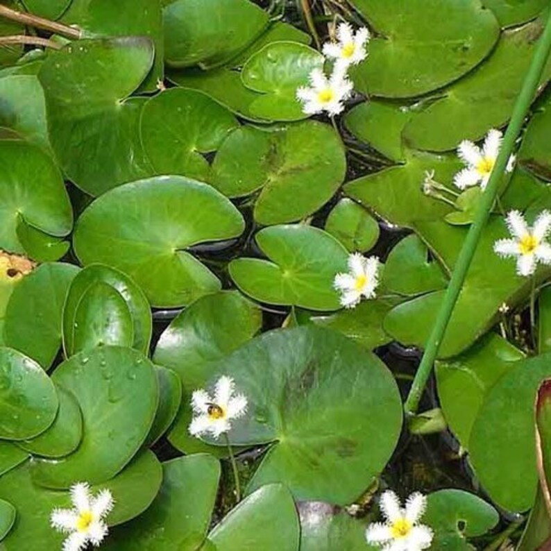 Large White Snowflake or Nymphoides Indica Floating Aquatic Pond Plant pack of 3 plants image 1