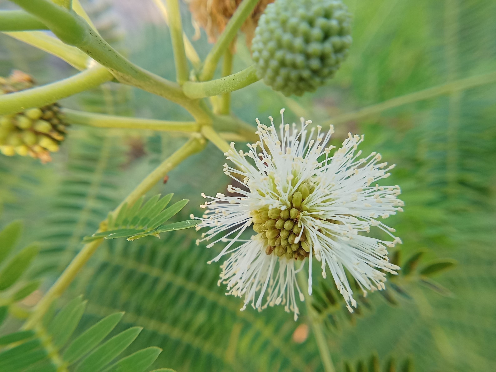 Leed Tree Organic Lead Tree Leucaena Leucocephala 20 Seeds - Etsy