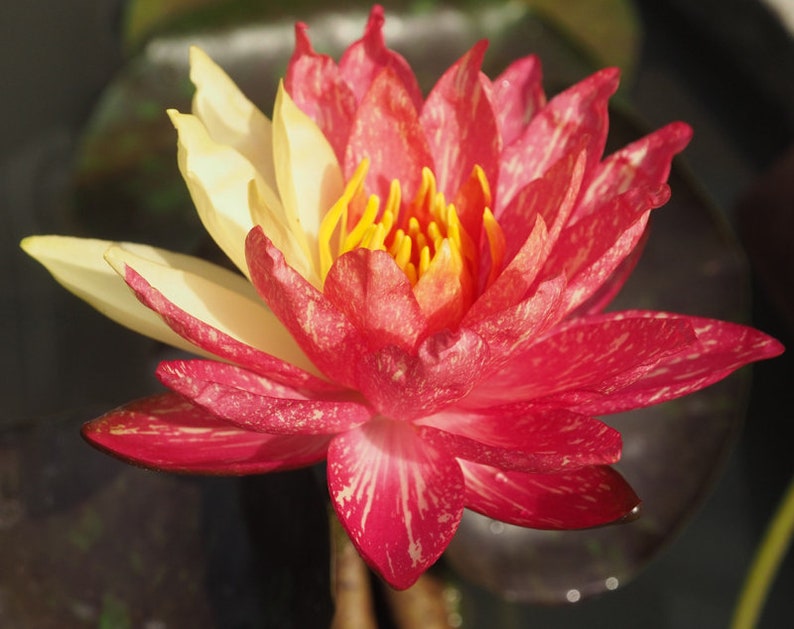 Wanvisa Nymphaea Water Lily