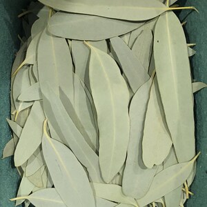 Eucalyptus Leaves 100+ Fresh Picked Home Decoration, Crafts Goods, Natural Remedies, Organic Eucalyptus, Biodegradable Wedding Toss Confetti image 3