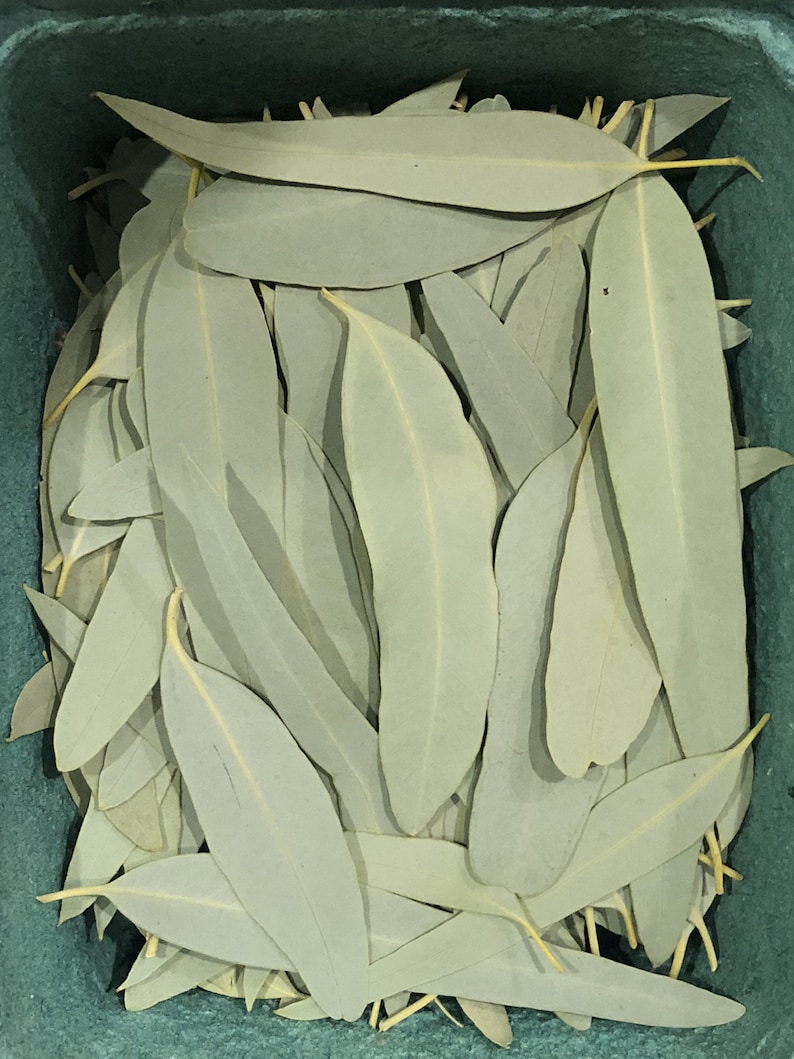 Eucalyptus Leaves 100+ Fresh Picked Home Decoration, Crafts Goods, Natural Remedies, Organic Eucalyptus, Biodegradable Wedding Toss Confetti image 3