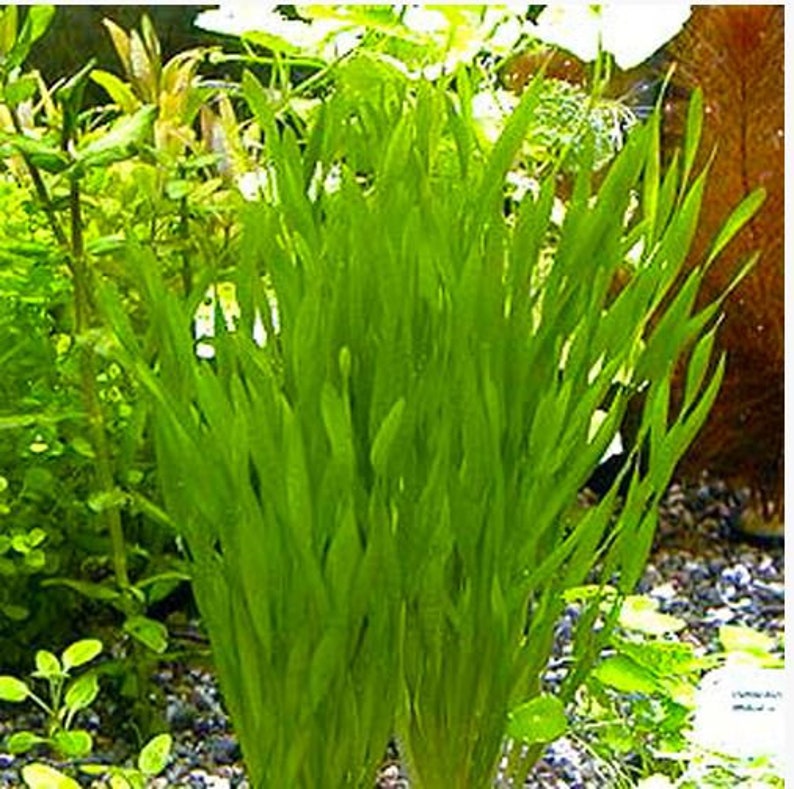 Vallisneria Corkscrew or Vallisneria asiatica Aquarium Plant pack of 5 individual plants image 2