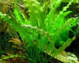 Aponogeton Undulatus Freshwater Aquarium Plant