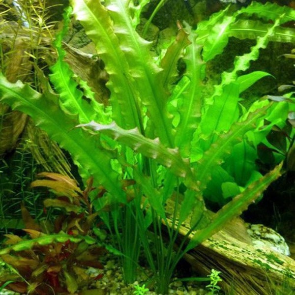 Aponogeton Undulatus Freshwater Aquarium Plant