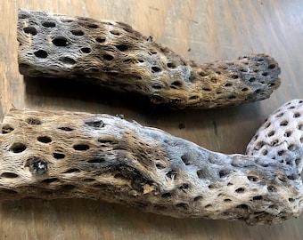 May include: Two pieces of dried cactus wood with a light brown and gray color. The wood has a unique, porous texture with many small holes.