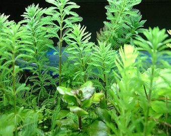 Parrot's Feather or Myriophyllum Aquaticum Bunched Aquatic Plant (pack of 3)