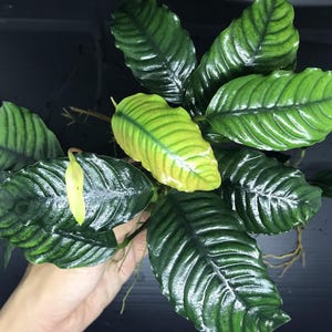 May include: Close-up of a cluster of vibrant green aquatic plant leaves. The leaves have a glossy texture with prominent veins, and some leaves display a gradient of yellow and green. The plant is likely an aquatic plant, suitable for aquariums or water gardens.