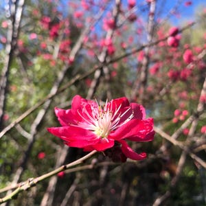 May include: A close-up of a vibrant red flower with white stamens, set against a blurred background of similar flowers and branches. The flower is in full bloom, showcasing its delicate petals and intricate details. The image captures the beauty of nature.