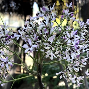 May include: A close-up of a cluster of small, white flowers with purple centers. The flowers are arranged in a loose, informal bouquet and are growing on a branch.