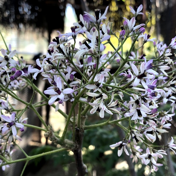 Chinaberry Tree, Pride of India, Bead-tree, Cape Lilac, Persian Lilac, Indian Lilac, White Cedar, Melia Azedarach (20 Dried berries w/seeds)