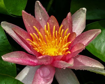 Sioux Pond Lily (pack of 3 Lilies)