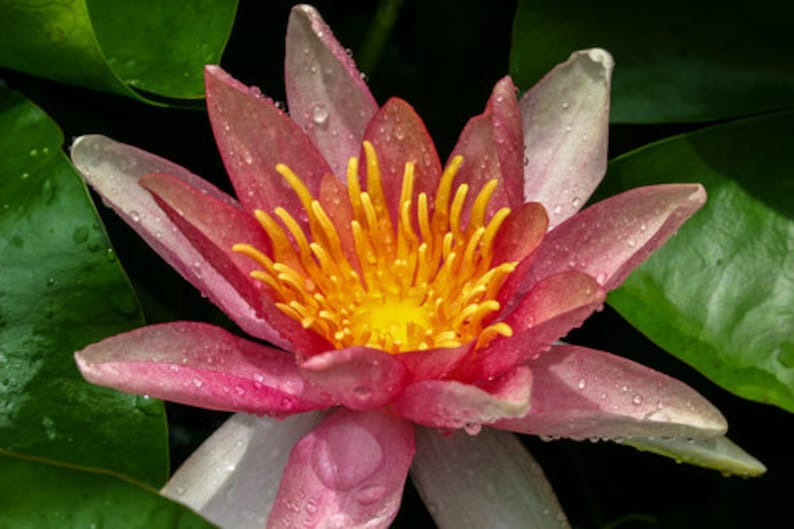 AZ Gardens Sioux Water Lily - Thumbnail 2
