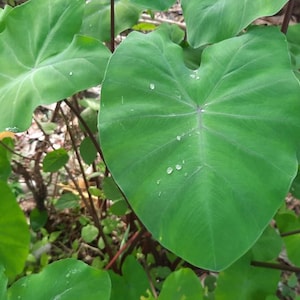 May include: Close-up of large, heart-shaped green leaves with prominent veins and water droplets. The leaves are part of a plant, possibly a taro or similar species, growing in a natural outdoor setting. The image captures the texture and details of the foliage.