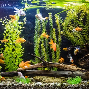 Plants for Goldfish Tank - Etsy