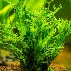 May include: A close-up of a vibrant green aquatic plant with finely divided leaves. The plant is densely packed, creating a lush appearance. The background is blurred, highlighting the plant's texture and color. The plant is likely used in aquariums.