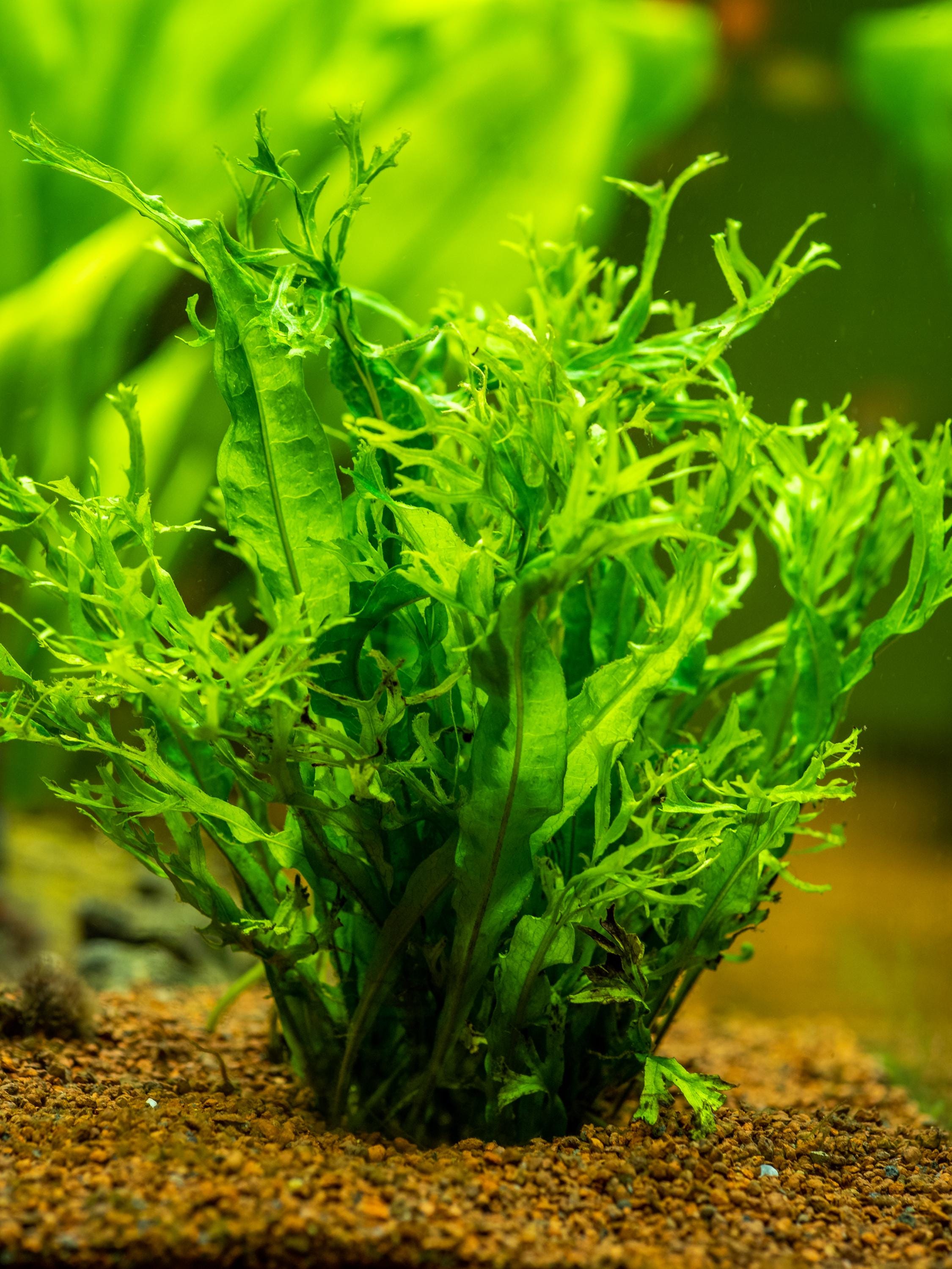 Java Fern Lace Microsorum Pteropus V. Windelov Aquarium Plant 2 Pack - Etsy