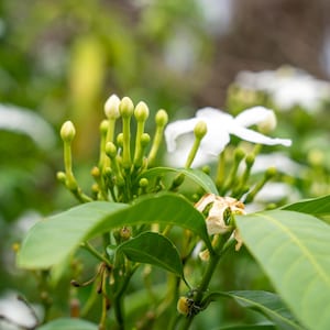 Könnte beinhalten: Eine Ansammlung weißer Jasminblütenknospen und eine einzelne, teilweise geöffnete weiße Blüte mit fünf Blütenblättern, umgeben von leuchtend grünen Blättern an einem dünnen Stiel. Die Pflanze zeigt mehrere kleine, aufrechte, hellgrüne Knospen.
