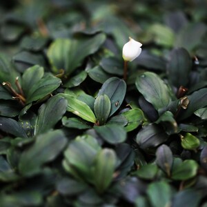 May include: A single white flower blooms in a bed of dark green leaves. The leaves are densely packed together, creating a lush and vibrant background for the delicate flower.