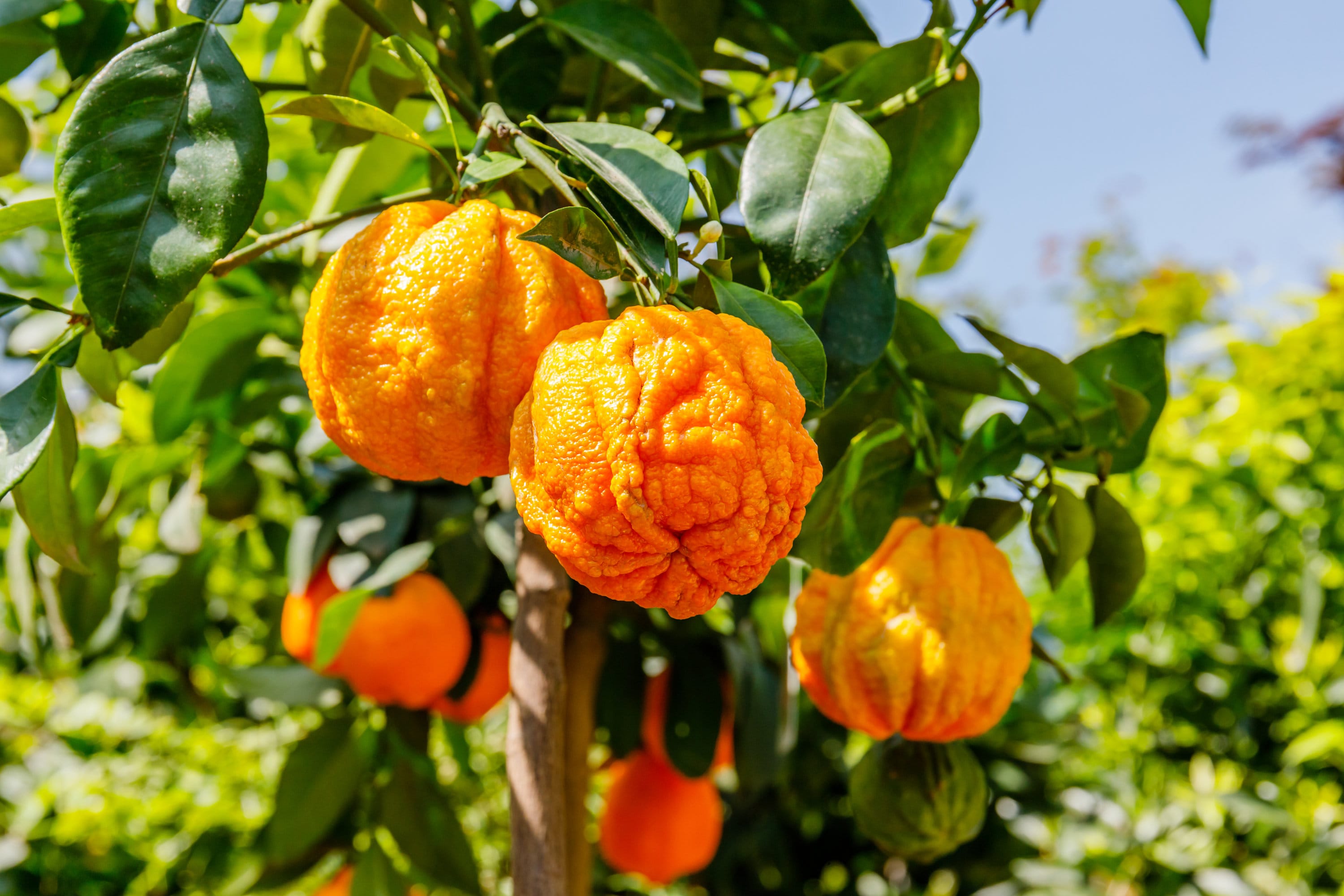 Bitter Orange, Seville Orange, Sour Orange, Zhi Shi or Citrus