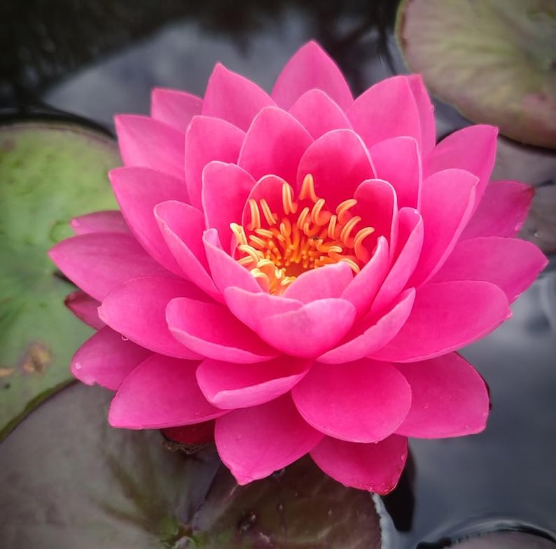 AZ Gardens Perry's Fire Opal Water Lily - Thumbnail 2