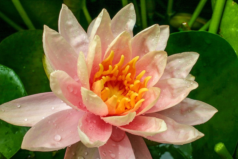 AZ Gardens Nymphaea Patio Joe Water Lily - Thumbnail 2