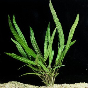 Op de afbeelding: Een bos groene waterplanten met lange, smalle bladeren die groeien in een aquarium met witte grind.