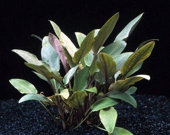 Cryptocoryne Beckettii Freshwater Aquarium Plant 2 pack