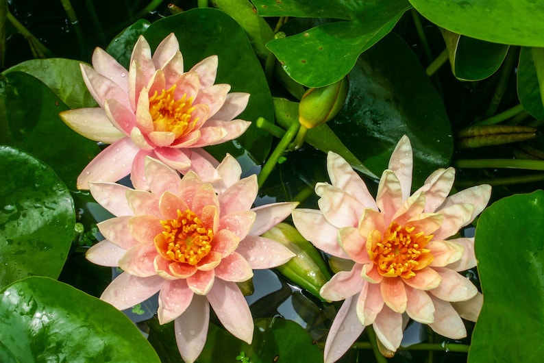 AZ Gardens Nymphaea Patio Joe Water Lily