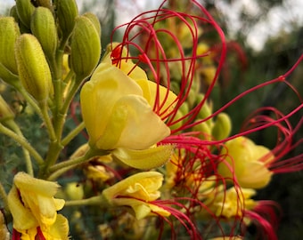 Desert Bird Of Paradise Caesalpinia gilliesii  (10 Seeds)