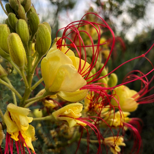 Desert Bird Of Paradise Caesalpinia gilliesii  (10 Seeds)