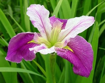 Colorific Iris Louisisana Iris Winter Hardy Aquatic Pond Marginal Bog Plant 6 pack