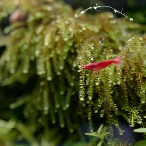 Vesicularia ferriei Weeping Moss Freshwater Aquarium Aquatic Plant Portion Cup 3.5 oz