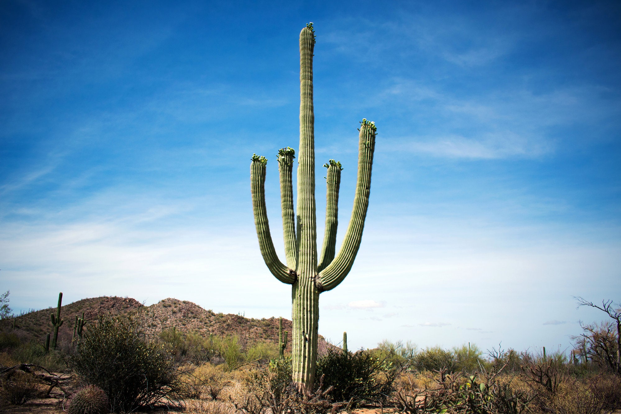 Saguaro, Saguaro Cactus Giant Saguaro, Crested Saguaro, Carnegiea