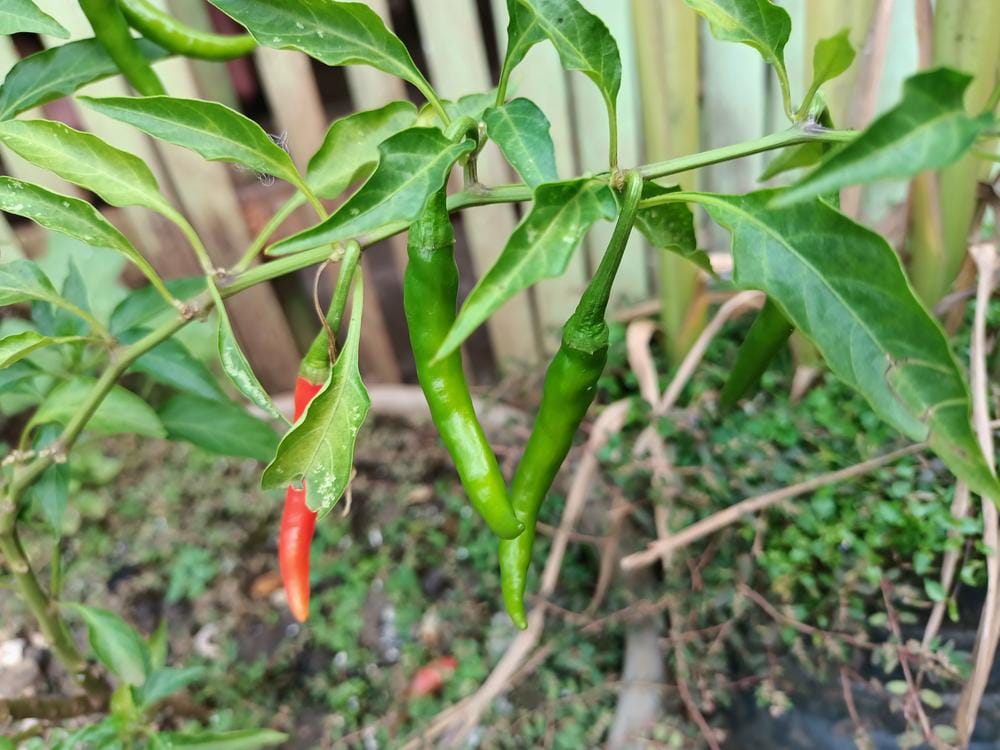 Chili De Arbol, Bird's Beak Chile, Rat's Tail Chile, Pico De Pajaro ...