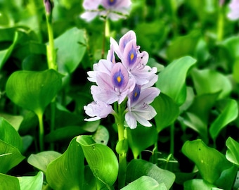 Pontederia crassipes Common Water Hyacinth Floating Aquatic Live Plants 3 pack
