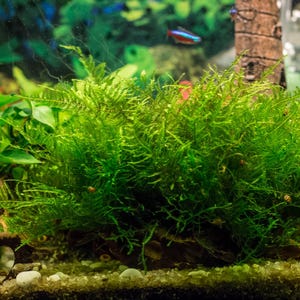 May include: A close-up of a lush green moss ball, a popular aquarium plant, growing in a clear glass tank. The moss is a vibrant green and appears soft and fluffy. The tank is filled with clear water and there are small white pebbles on the bottom.