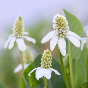 May include: Close-up of white flowers with green stems and leaves. The flowers have a cluster of small white petals and a center of small green buds.