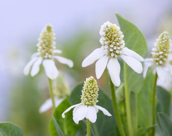 Yerba Mansa